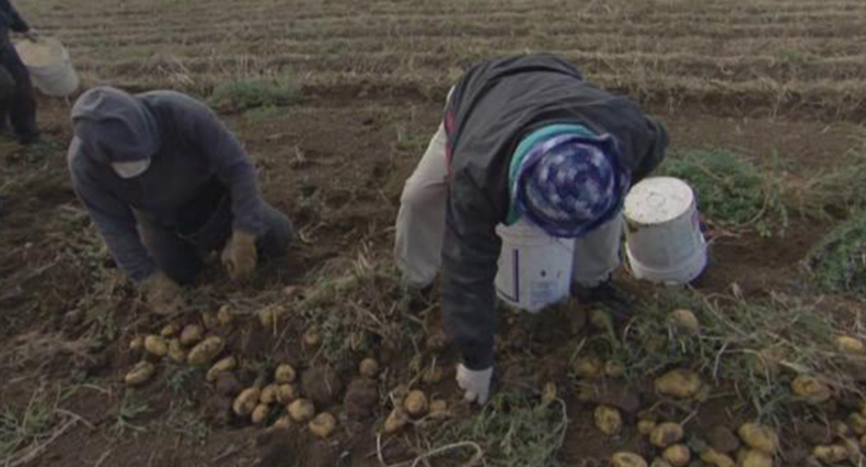 图片[2]-《植物的欲望 The Botany of Desire》 (2009) 美国自然纪录片【单集全/中英双字】高清资源下载-玩嗨助吧网