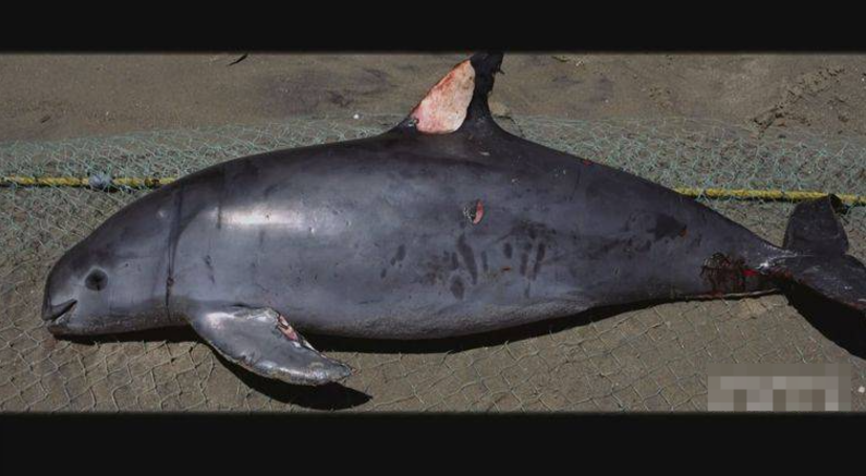 图片[4]-《海洋战士 Ocean Warriors》 (2016) 美国Discovery纪录片【全6集/英语中字】高清资源下载-玩嗨助吧网