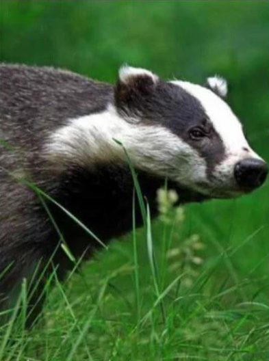 《自然世界:狗獾 Badgers: Secrets of the Sett》 (2008) 英国BBC纪录片【单集全】高清资源下载-玩嗨助吧网