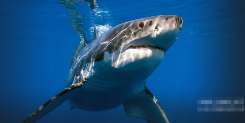 图片[3]-《致命的澳洲鲨鱼海岸 Australia’s Deadliest Shark Coast》 (2013) 国家地理纪录片【单集全/英语中字】-玩嗨助吧网