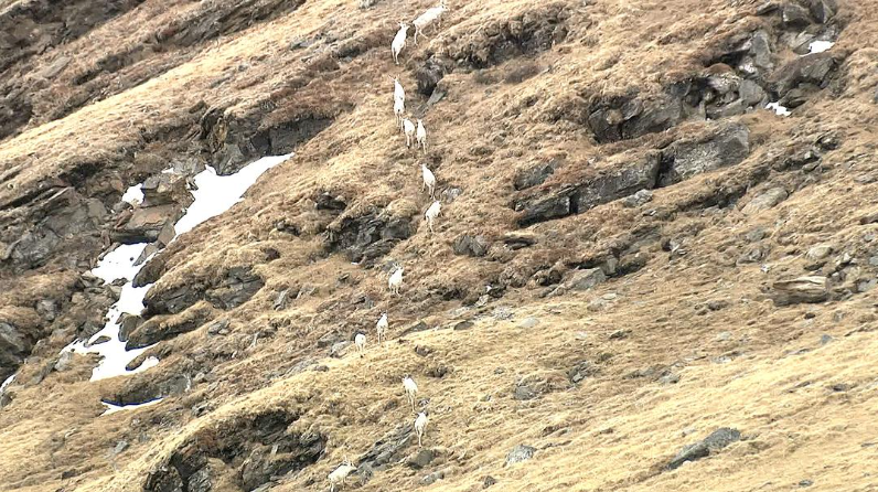  野性加拿大 第一季 Wild Canada (2014) CBC纪录片 | 全4集/北美大陆生态奇观-玩嗨助吧网