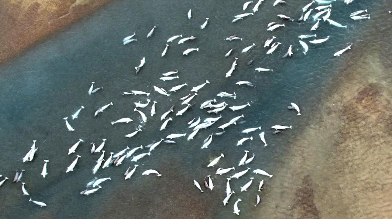 图片[2]- 野性加拿大 第一季 Wild Canada (2014) CBC纪录片 | 全4集/北美大陆生态奇观-玩嗨助吧网