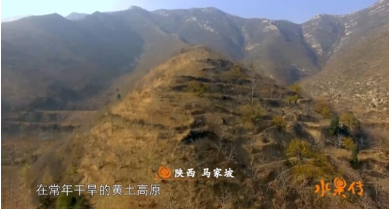 图片[4]-《水果传 第1季》 (2018) CCTV纪录片【全6集】高清资源下载-玩嗨助吧网