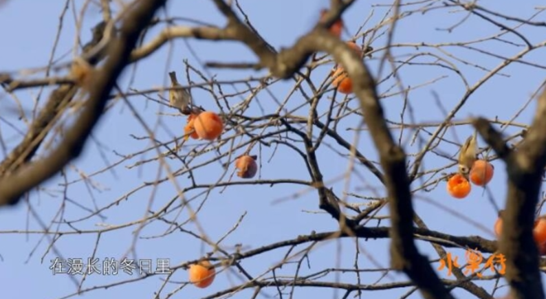 《水果传 第1季》 (2018) CCTV纪录片【全6集】高清资源下载-玩嗨助吧网