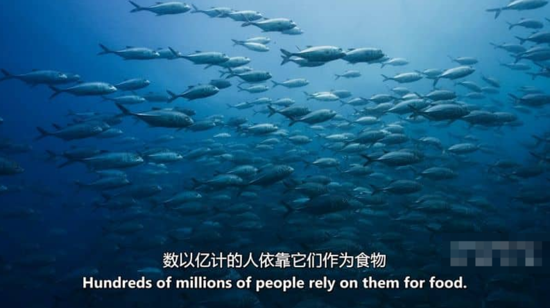 图片[4]-《澳大利亚海洋奇幻之旅 Australia’s Ocean Odyssey》 (2021) 澳大利亚ABC纪录片【全3集/英语中字】高清资源下载-玩嗨助吧网