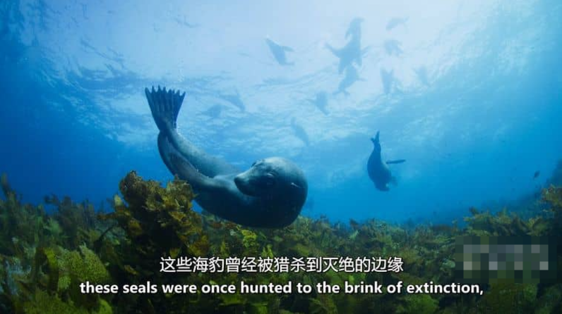 《澳大利亚海洋奇幻之旅 Australia's Ocean Odyssey》 (2021) 澳大利亚ABC纪录片【全3集/英语中字】高清资源下载-玩嗨助吧网