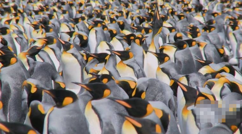 图片[4]-Discovery纪录片-玩嗨助吧网