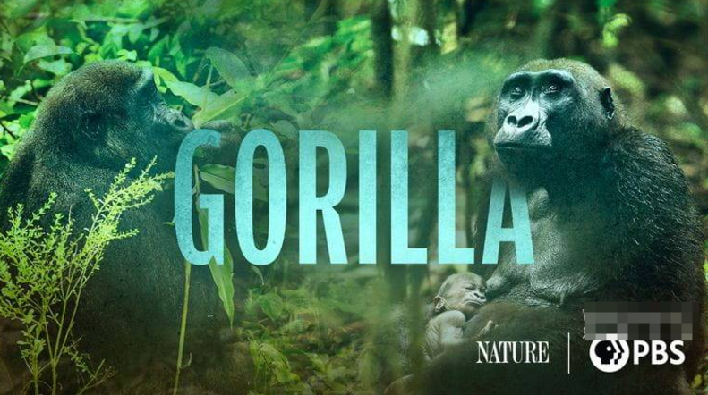 《大猩猩 Gorilla》 (2024) 美国PBS纪录片【单集全/中英双字】高清资源下载-玩嗨助吧网