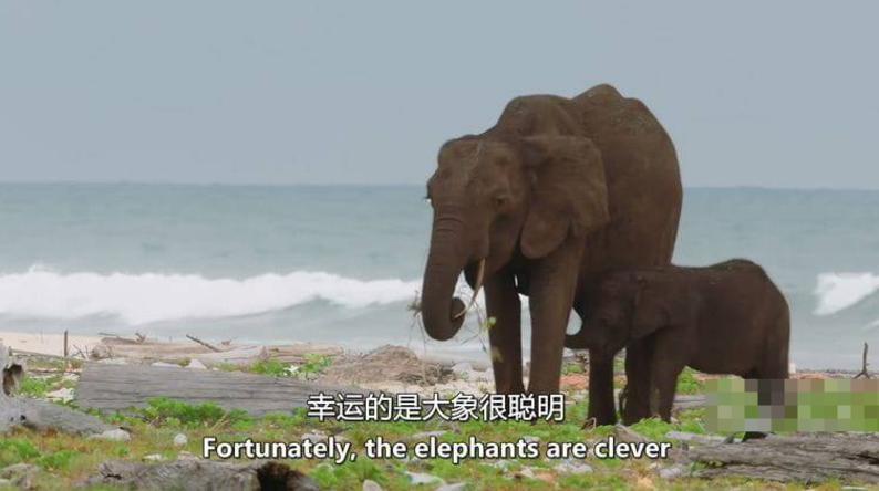 图片[4]-PBS纪录片-玩嗨助吧网