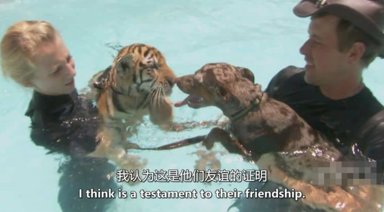 《狗狗最好的朋友 Dog's Best Friend》记录片 (2014)【全13集】高清资源下载-玩嗨助吧网