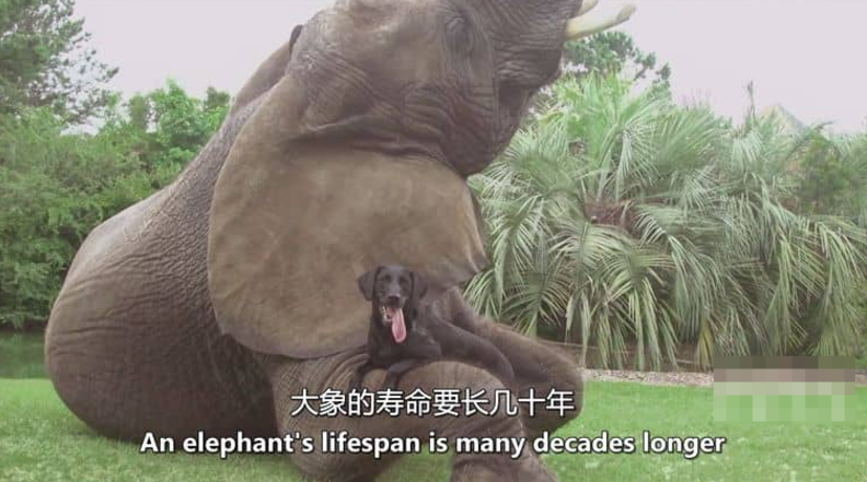 图片[4]-《狗狗最好的朋友 Dog’s Best Friend》记录片 (2014)【全13集】高清资源下载-玩嗨助吧网