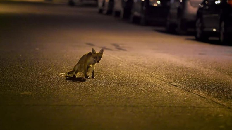 《狐狸生存之战 Fox Wars》 纪录片(2013) 【单集全】高清资源下载-玩嗨助吧网