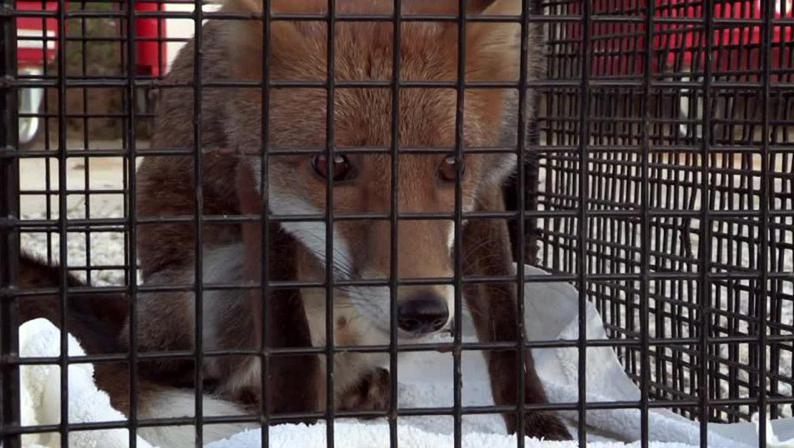 图片[3]-《狐狸生存之战 Fox Wars》 纪录片(2013) 【单集全】高清资源下载-玩嗨助吧网