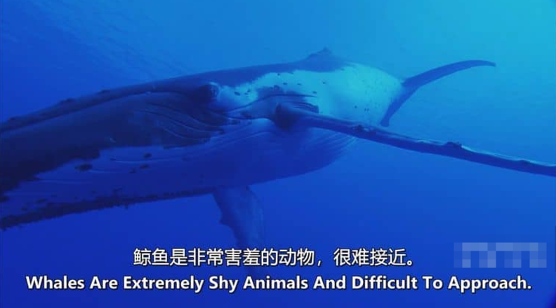 图片[4]-《海洋冒险任务 Adventure Ocean Quest》 纪录片(2011)【全3集/中英双字】高清资源下载-玩嗨助吧网