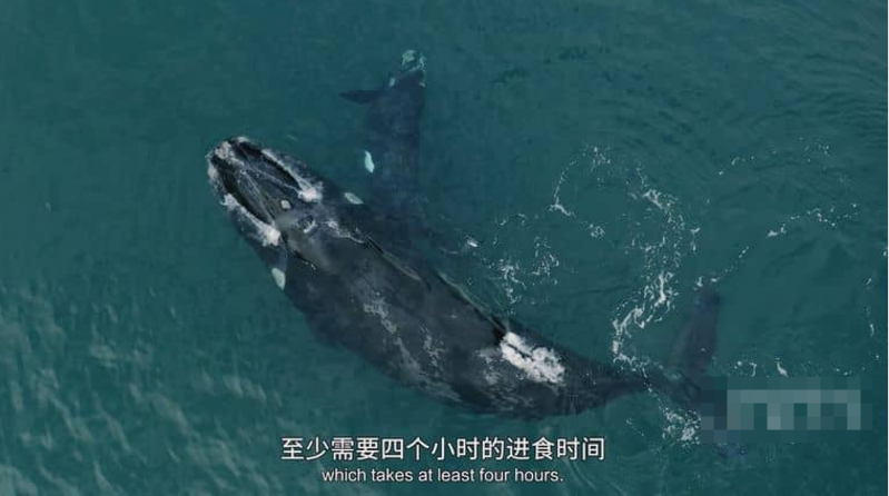 《海洋天才小猎手 Genius Sea Hunters》 (2020) 法国ARTE纪录片【第一季全3集/中英双字】高清资源下载-玩嗨助吧网