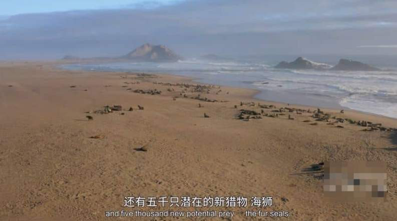 图片[4]-《海洋天才小猎手 Genius Sea Hunters》 (2020) 法国ARTE纪录片【第一季全3集/中英双字】高清资源下载-玩嗨助吧网