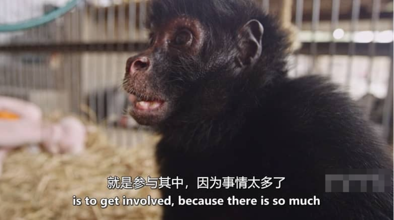 图片[4]-Discovery纪录片-玩嗨助吧网