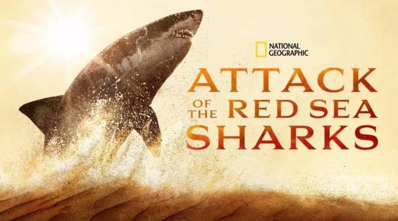 《红海鲨鱼袭击 Attack of the Red Sea Sharks》 (2024) 地理纪录片【单集全/中英双字】高清资源下载-玩嗨助吧网