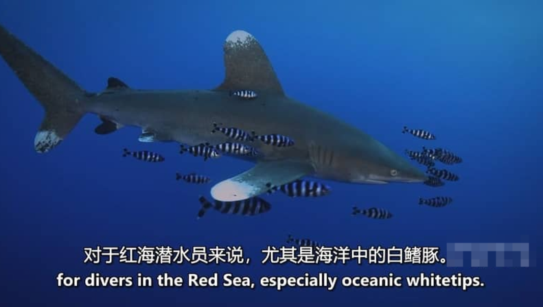 图片[4]-《红海鲨鱼袭击 Attack of the Red Sea Sharks》 (2024) 地理纪录片【单集全/中英双字】高清资源下载-玩嗨助吧网