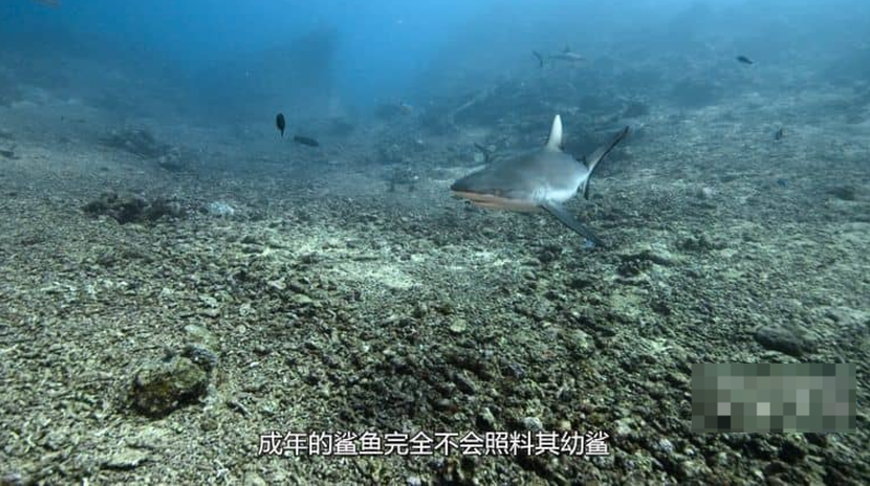 《鲨鱼宝宝成长记 Baby Sharks》 (2022)纪录片【单集全/中英双字】高清资源下载-玩嗨助吧网