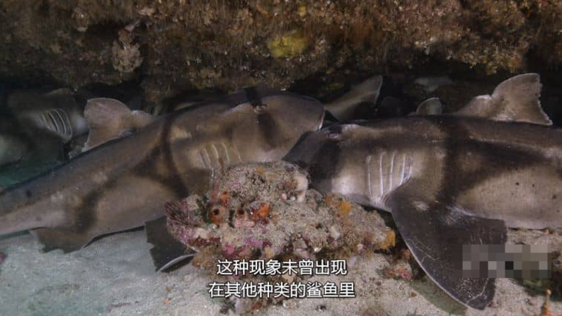 图片[4]-《鲨鱼宝宝成长记 Baby Sharks》 (2022)纪录片【单集全/中英双字】高清资源下载-玩嗨助吧网