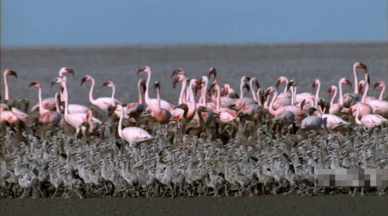 图片[4]-《非洲沙漠风暴 Africa’s Desert Storms》 (2015) 美国PBS纪录片【单集全/中英双字】高清资源下载-玩嗨助吧网