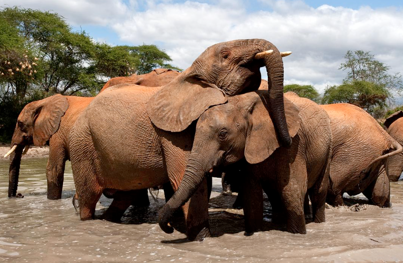 《天生狂野 Born to Be Wild》 (2011) 美国Discovery纪录片【单集全/中英双字】高清资源下载-玩嗨助吧网