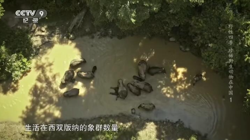 《野性四季:珍稀野生动物在中国》 (2022) BBC纪录片【全5集/中英双字】高清资源下载-玩嗨助吧网