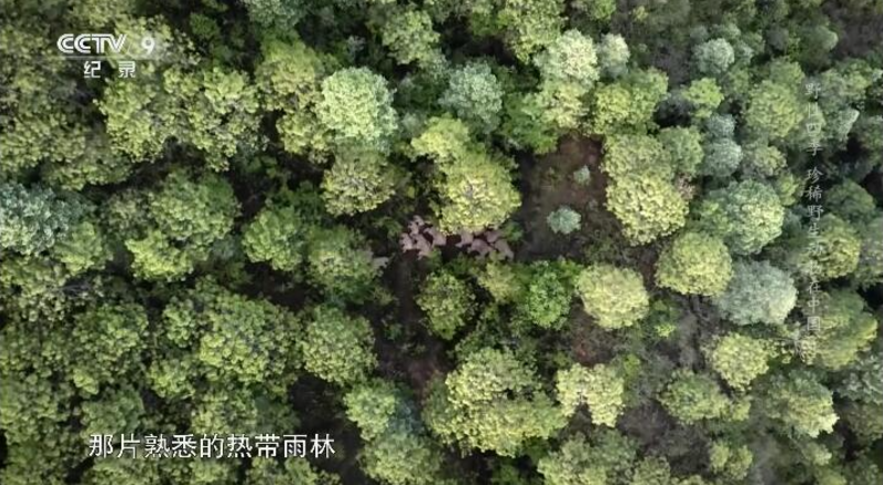 图片[4]-《野性四季：珍稀野生动物在中国》 (2022) BBC纪录片【全5集/中英双字】高清资源下载-玩嗨助吧网