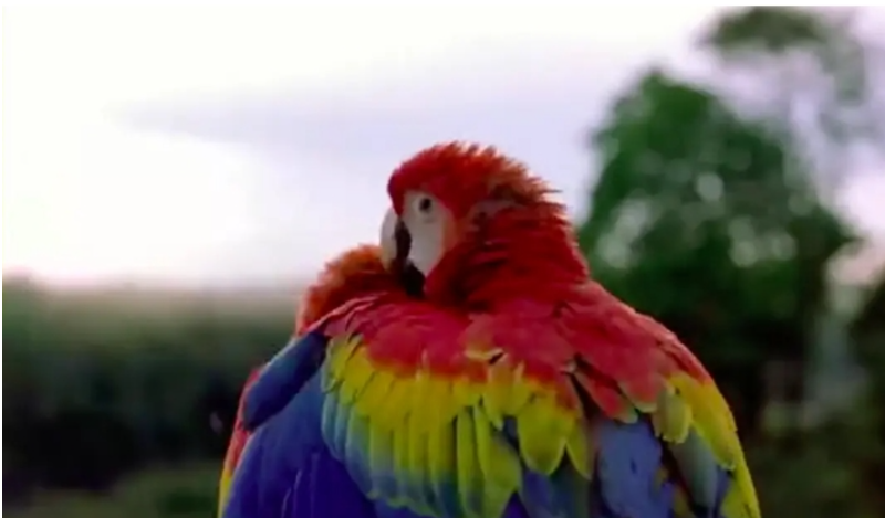 《迁徙的鸟 Le Peuple Migrateur》 (2001) CCTV译制纪录片【单集全/国语中字】高清资源下载-玩嗨助吧网