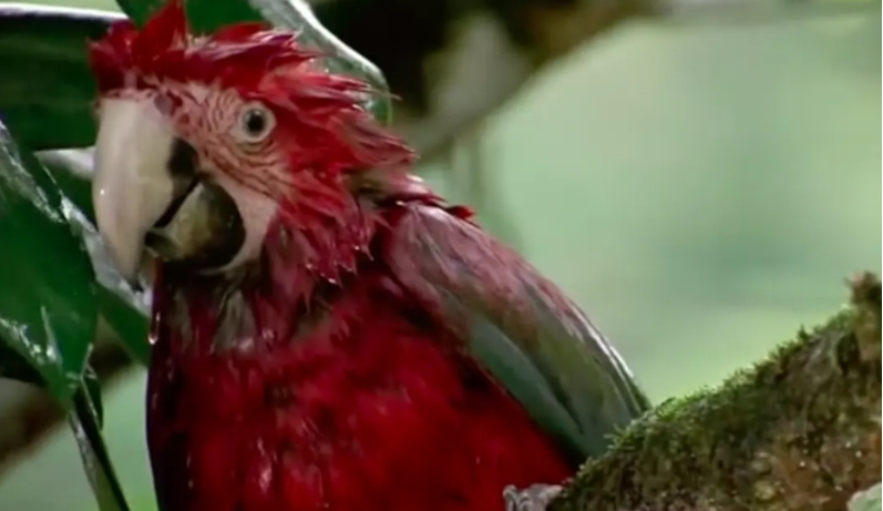 图片[4]-《迁徙的鸟 Le Peuple Migrateur》 (2001) CCTV译制纪录片【单集全/国语中字】高清资源下载-玩嗨助吧网