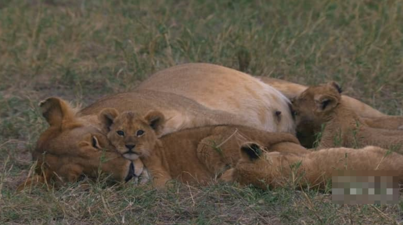 非洲原野育成记 Born In Africa (2018) 国家地理纪录片 | 全3集/中英双字/成长纪实-玩嗨助吧网