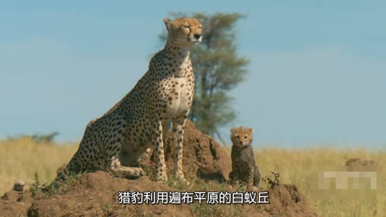 图片[4]-非洲原野育成记 Born In Africa (2018) 国家地理纪录片 | 全3集/中英双字/成长纪实-玩嗨助吧网