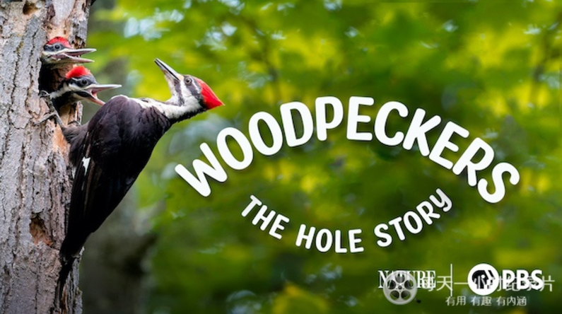 《啄木鸟:洞的故事 Woodpeckers: The Hole Story》 (2022) 美国PBS纪录片【单集全/英语中英双字】-玩嗨助吧网