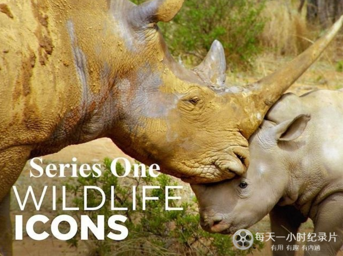 《野性标志 Wildlife Icons》 (2015) 美国Smithsonian纪录片【全8集/英语中英双字】-玩嗨助吧网