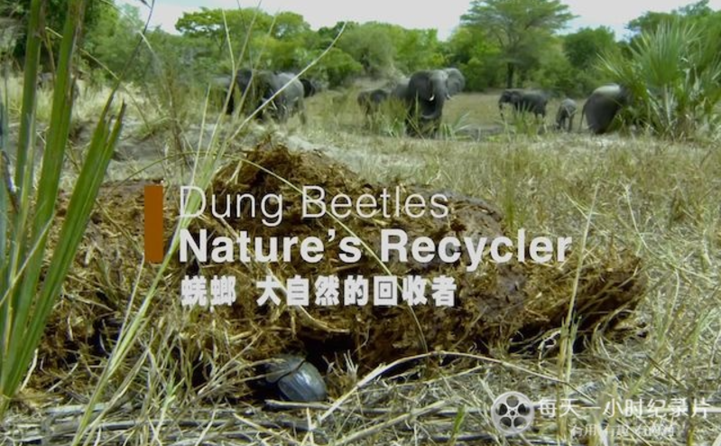 图片[4]-《野性标志 Wildlife Icons》 (2015) 美国Smithsonian纪录片【全8集/英语中英双字】-玩嗨助吧网