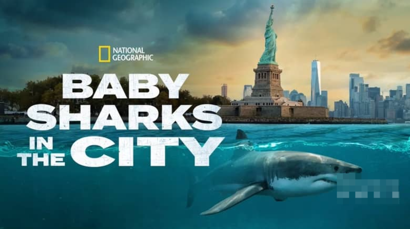 《城市中的鲨鱼宝宝 Baby Sharks in the City》 (2024) 美国国家地理纪录片【单集全/英语中英双字】-玩嗨助吧网