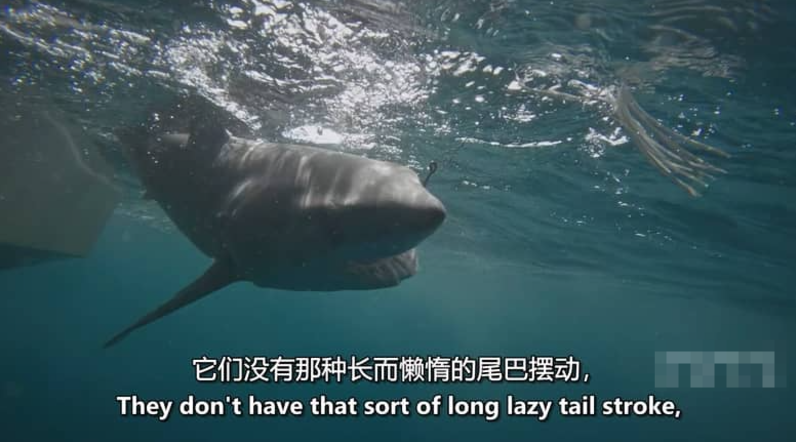 图片[4]-《城市中的鲨鱼宝宝 Baby Sharks in the City》 (2024) 美国国家地理纪录片【单集全/英语中英双字】-玩嗨助吧网