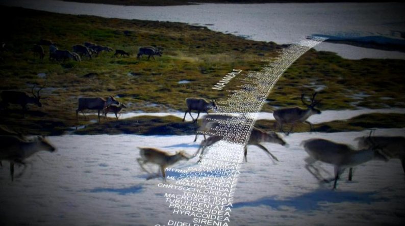 《动物的崛起:脊椎动物的胜利 Rise of the Animals: Triumph of the Vertebrates》 (2013) 英国BBC纪录片【全2集/英语中英双字】-玩嗨助吧网