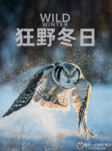 《塑胶海洋 A Plastic Ocean》 (2016) 美国自然纪录片【全4集/中英双字】-玩嗨助吧网