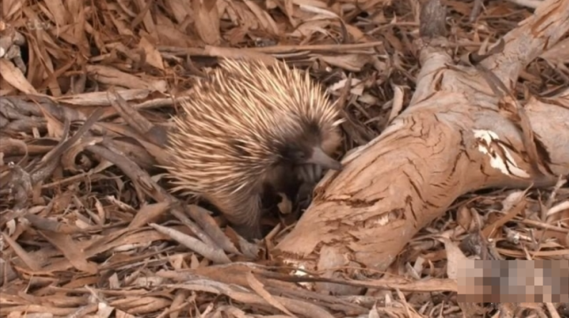 图片[4]-《澳大利亚荒野 Australian Wilderness With Ray Mears》 (2017) 澳大利亚自然纪录片【全7集/中英双字】-玩嗨助吧网