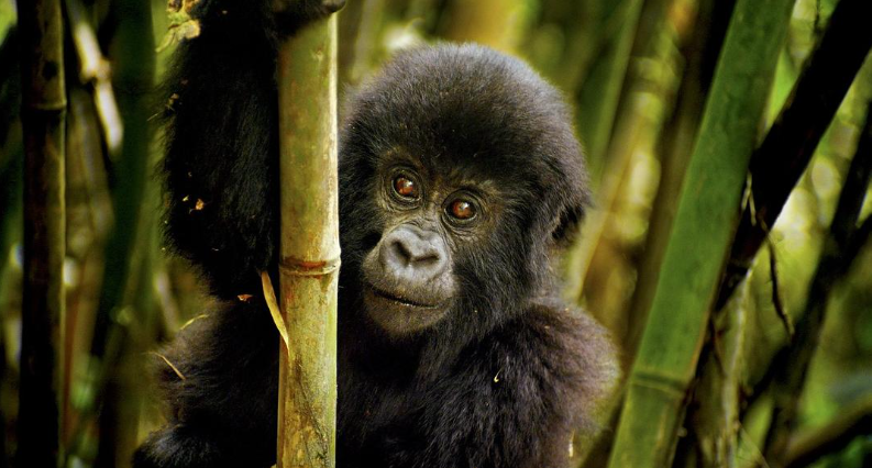 图片[4]-《魔法王国 Enchanted Kingdom 3D》 (2014) 英国BBC自然纪录片【单集全/中英双字】-玩嗨助吧网