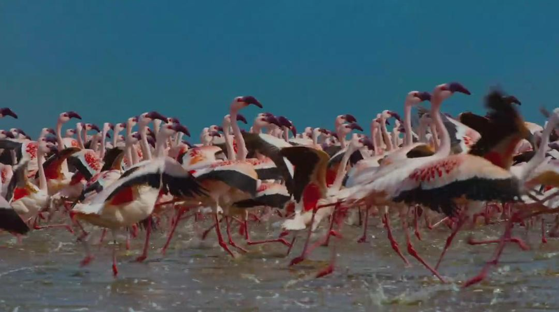 《魔法王国 Enchanted Kingdom 3D》 (2014) 英国BBC自然纪录片【单集全/中英双字】-玩嗨助吧网