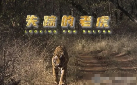 《失踪的老虎 Tigers:Looking for Sultan》 (2017) 中国大陆CCTV纪录片【汉语中字】高清资源下载-玩嗨助吧网
