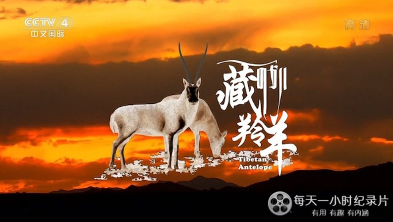 《藏羚羊 Tibetan Antelope》 (2022) 中国大陆CCTV纪录片【单集全/汉语中字】高清资源下载-玩嗨助吧网