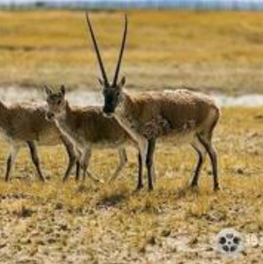 图片[4]-《藏羚羊 Tibetan Antelope》 (2022) 中国大陆CCTV纪录片【单集全/汉语中字】高清资源下载-玩嗨助吧网