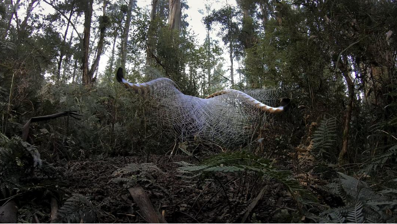 图片[2]-大卫·爱登堡：歌声奇迹 (2022) BBC纪录片 | 单集全/英语英字/爱登堡解说-玩嗨助吧网