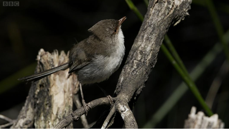 大卫·爱登堡：歌声奇迹 (2022) BBC纪录片 | 单集全/英语英字/爱登堡解说-玩嗨助吧网