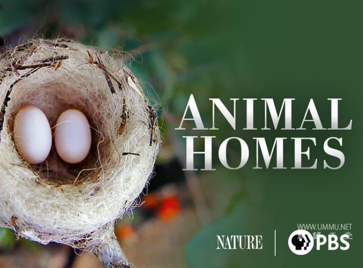 《动物家园 Animal Homes》 (2015) 美国PBS纪录片【全3集/英语中字】-玩嗨助吧网