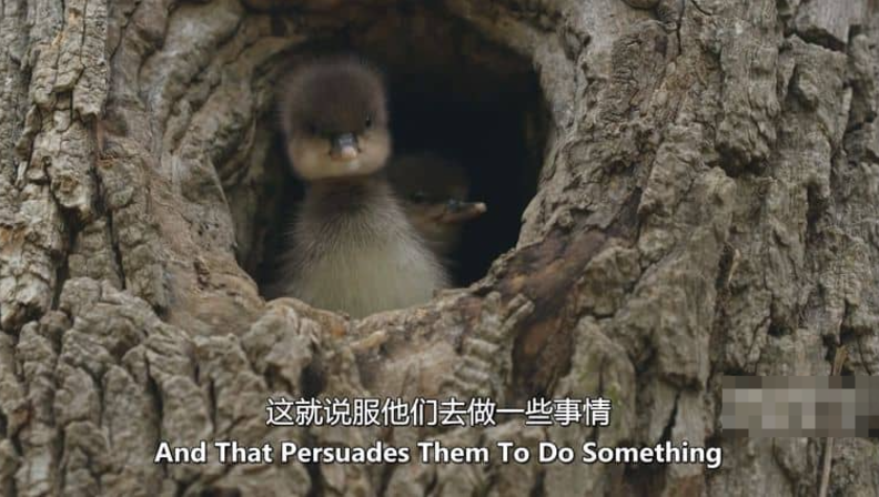 图片[4]-PBS纪录片-玩嗨助吧网